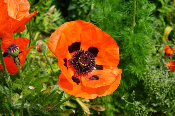 Orange Papaver Orientale Jardim Início Junho Papaver Orientale Papoula Oriental — Fotografia de Stock