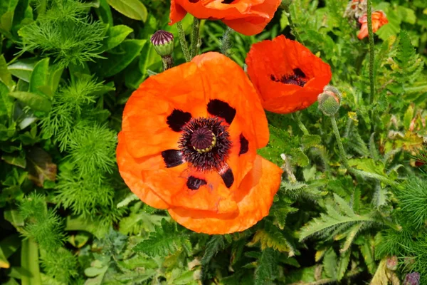 Orange Papaver Orientale Jardim Início Junho Papaver Orientale Papoula Oriental — Fotografia de Stock