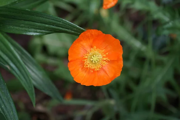 Orange Papaver Nudicaule Gartenzwerg Nel Giardino Nel Mese Maggio Papaver — Foto Stock