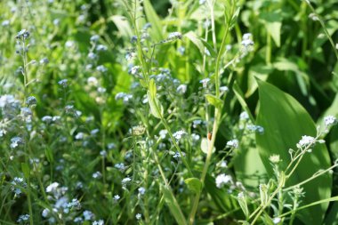 Mayısta mavi beni unutma. Myosotis ya da Myosotis, Boraginaceae familyasından bir bitki cinsidir. Berlin, Almanya 