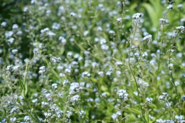 Mayısta mavi beni unutma. Myosotis ya da Myosotis, Boraginaceae familyasından bir bitki cinsidir. Berlin, Almanya 