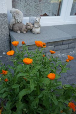 Calendula officinalis bahçede. Kadife çiçeği (