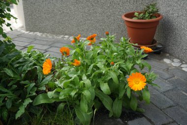 Calendula officinalis in the garden. Calendula officinalis, the pot marigold, ruddles, common marigold or Scotch marigold, is a flowering plant in the daisy family Asteraceae. Berlin, Germany  clipart