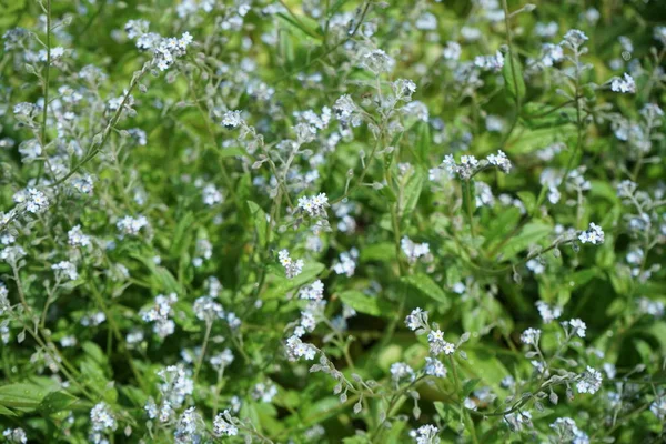 Kék Felejts Májusban Myosotis Felejts Vagy Skorpió Füvek Boraginaceae Család — Stock Fotó