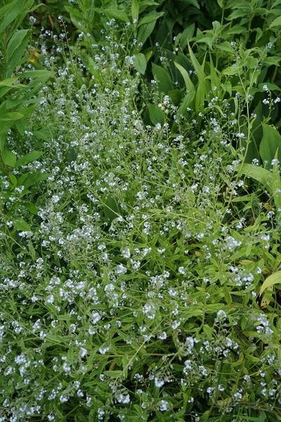 Kék Felejts Májusban Myosotis Felejts Vagy Skorpió Füvek Boraginaceae Család — Stock Fotó