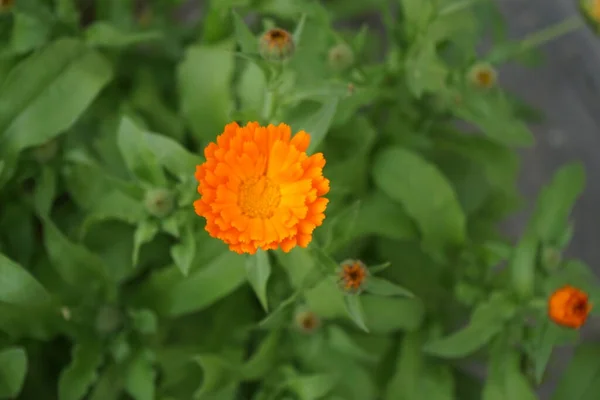 Календула Лекарственная Саду Calendula Officinalis Кастрюля Мэриголд Руля Обыкновенная Мэриголд — стоковое фото