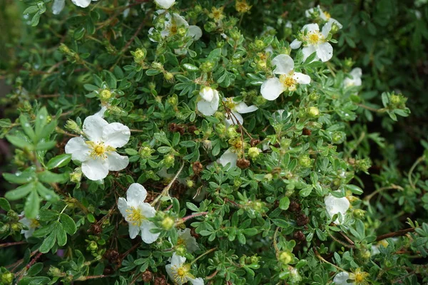 White Potentilla Abbotswood Garden May Potentilla Herbaceous Flowering Plant Rosaceae — Stock Photo, Image