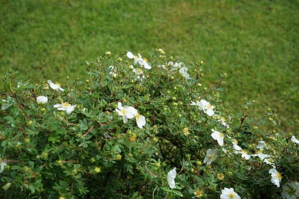 정원에서 Abbotswood 이라는 이름의 화이트 White Potentilla 나왔다 티칼라는 자라는 — 스톡 사진