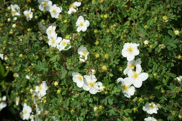 Weiße Potentilla Abbotswood Mai Garten Potentilla Ist Eine Krautige Blütenpflanze — Stockfoto