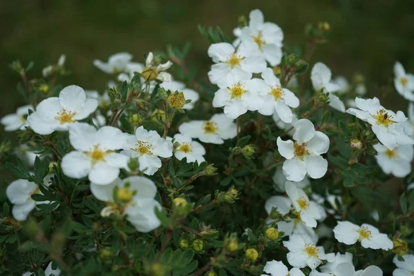 Beyaz Potentilla Abbotswood Mayıs Ayında Bahçede Potentilla Rosaceae Familyasından Bir — Stok fotoğraf