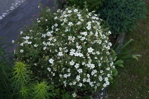 White Potentilla Abbotswood Trädgården Maj Potentilla Örtartad Blommande Växt Från — Stockfoto