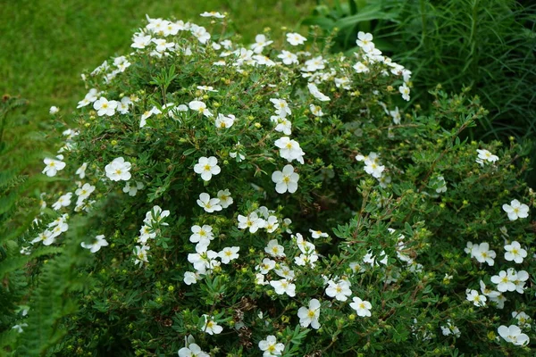 Beyaz Potentilla Abbotswood Mayıs Ayında Bahçede Potentilla Rosaceae Familyasından Bir — Stok fotoğraf