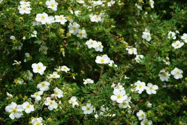 Weiße Potentilla Abbotswood Mai Garten Potentilla Ist Eine Krautige Blütenpflanze — Stockfoto