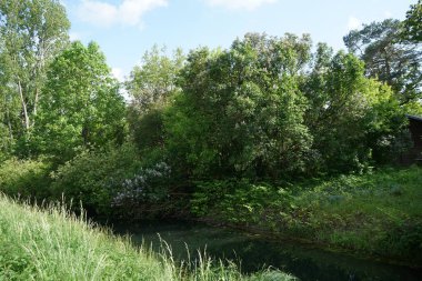 Mayıs ayı sonunda Wuhle Nehri 'nin kıyısında leylaklar çiçek açar. Berlin, Almanya 