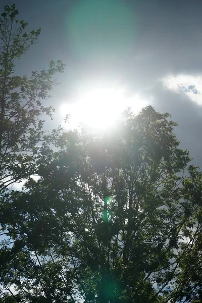 Sole Splende Tra Rami Degli Alberi Berlino Germania — Foto Stock