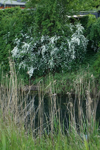Suyun Yanında Çiçek Açan Spiraea Wuhle Nehri Çevresi Mayıs Muhteşem — Stok fotoğraf