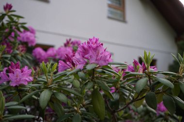 Pembe rhododendron Mayıs ayı sonunda bahçede çiçek açar. Berlin, Almanya 