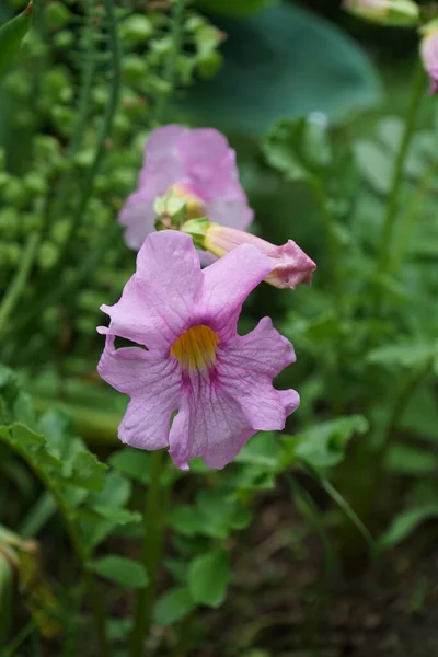 Incarvillea Delavayi Fiorisce Nel Giardino All Inizio Giugno Incarvillea Genere — Foto Stock