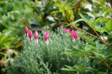 Lamprocapnos spectabilis, papaveraceae familyasından bir bitki türüdür. Berlin, Almanya 