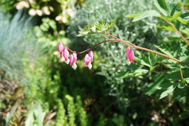 Lamprocapnos spectabilis, papaveraceae familyasından bir bitki türüdür. Berlin, Almanya 