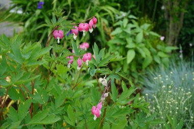 Lamprocapnos spectabilis, papaveraceae familyasından bir bitki türüdür. Berlin, Almanya 