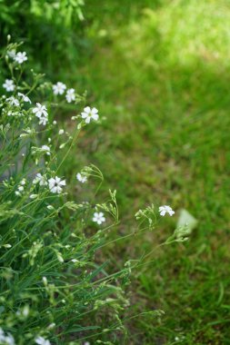 Serastium tomentosum 'Silberteppich' Haziran ayı başlarında bahçede çiçek açar. Cerastium tomentosum (yazları kar yağışlı), otçul bir çiçek bitkisidir ve Caryophyllaceae familyasının bir üyesidir. Berlin, Almanya