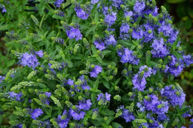 Veronica Anagallis-aquatica, Plantaginaceae familyasından 