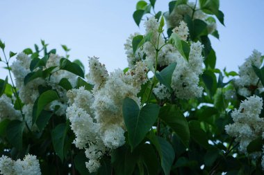 Mayıs 'ta beyaz leylak çalısı. Leylak, Oleaceae, Oleaceae familyasından çiçekli bir bitki türü. Berlin, Almanya