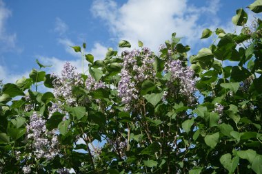 Mayıs 'ta mor leylak çalısı. Leylak, Oleaceae, Oleaceae familyasından çiçekli bir bitki türü. Berlin, Almanya 