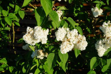Mayıs 'ta beyaz leylak çalısı. Leylak, Oleaceae, Oleaceae familyasından çiçekli bir bitki türü. Berlin, Almanya