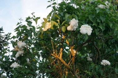 Mayıs 'ta beyaz leylak çalısı. Leylak, Oleaceae, Oleaceae familyasından çiçekli bir bitki türü. Berlin, Almanya