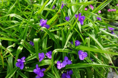 Commelina mavisi, Commelina tüberosa çiçeklerinin kısa ömrü nedeniyle genellikle gündüz çiçekleri olarak adlandırılır. Dul gözyaşları olarak daha az bilinirler. Berlin, Almanya 
