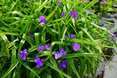 Commelina mavisi, Commelina tüberosa çiçeklerinin kısa ömrü nedeniyle genellikle gündüz çiçekleri olarak adlandırılır. Dul gözyaşları olarak daha az bilinirler. Berlin, Almanya 