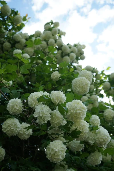 Ανθισμένος Θάμνος Viburnum Opulus Τον Μάιο Viburnum Opulus Guelder Rose — Φωτογραφία Αρχείου