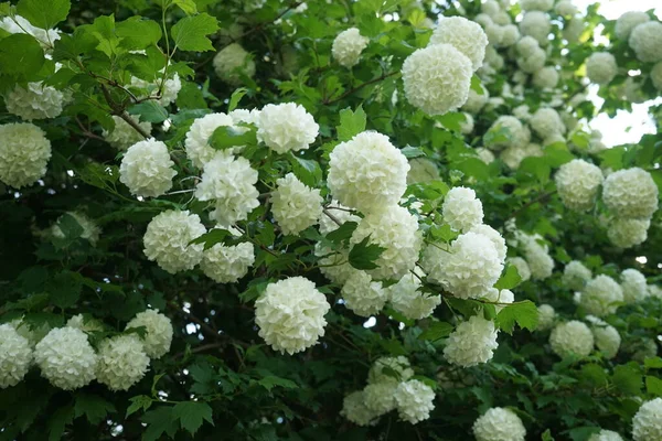 Floreciente Arbusto Viburnum Opulus Mayo Viburnum Opulus Una Especie Planta — Foto de Stock