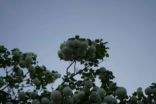 Цветущий Кустарник Вибурнум Мае Viburnum Opulus Камышовая Роза Камышовая Роза — стоковое фото