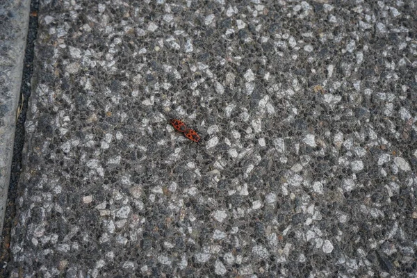 Pyrrhocoris Apterus Een Insect Uit Familie Snuitmotten Pyrrhocoridae Berlijn Duitsland — Stockfoto