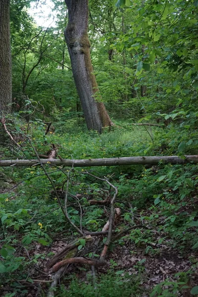 Fioritura Celandine Nel Mese Maggio Celidonio Comunemente Noto Come Celandine — Foto Stock