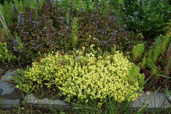 Haziran Bahçede Çiçek Açan Sedum Sedum Crassulaceae Familyasına Ait Büyük — Stok fotoğraf