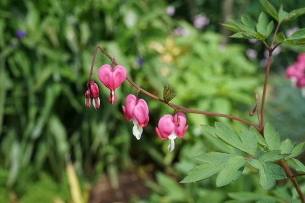 Lamprocapnos spectabilis, papaveraceae familyasından bir bitki türüdür. Berlin, Almanya 