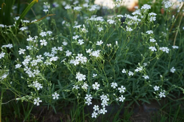 Cerastium Tomentosum Silbertepich は庭で6月上旬に咲きます Cerastium Tomentosum 雪が降る夏 草本の開花植物であり 家族のカリオフィリン科の一員です ドイツ — ストック写真