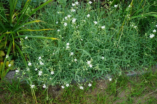 Cerastium Tomentosum Silberteppich Blommar Början Juni Trädgården Cerastium Tomentosum Snö — Stockfoto