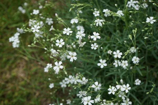 Cerastium Tomentosum Silberteppich Blommar Början Juni Trädgården Cerastium Tomentosum Snö — Stockfoto