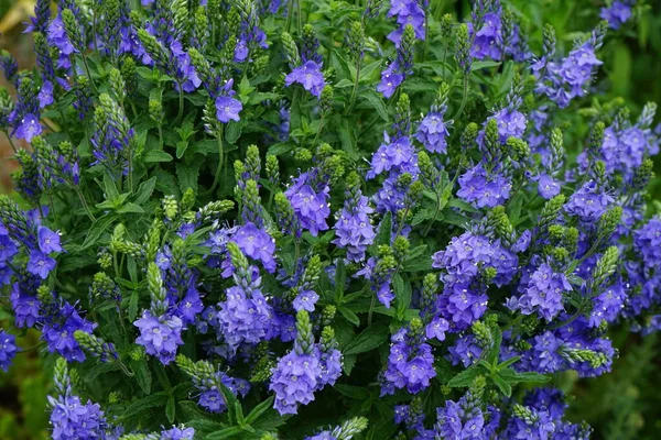 Veronica Anagallis-aquatica, Plantaginaceae familyasından 