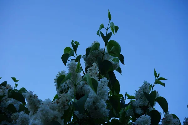 White Lilac Bush May Syringa Vulgaris Lilac Common Lilac Species — Stock Photo, Image