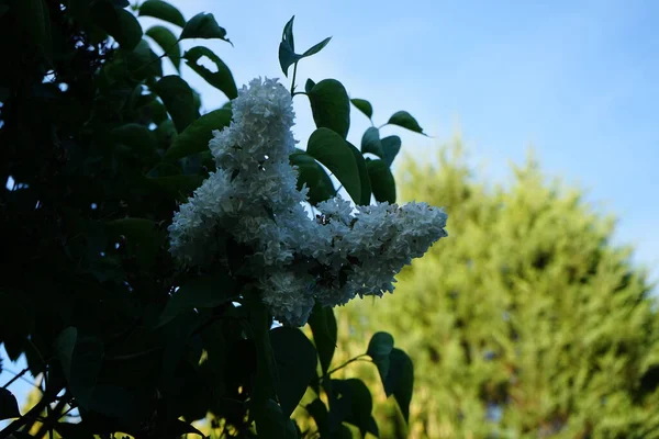 Arbusto Lila Blanca Mayo Syringa Vulgaris Una Especie Planta Fanerógama — Foto de Stock