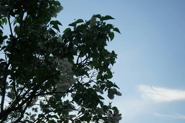 White Lilac Bush May Syringa Vulgaris Lilac Common Lilac Species — Stock Photo, Image