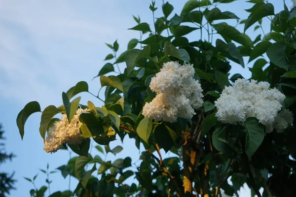 Arbusto Lilás Branco Maio Syringa Vulgaris Uma Espécie Angiospermas Família — Fotografia de Stock