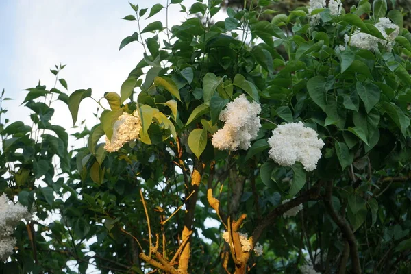 Mayıs 'ta beyaz leylak çalısı. Leylak, Oleaceae, Oleaceae familyasından çiçekli bir bitki türü. Berlin, Almanya