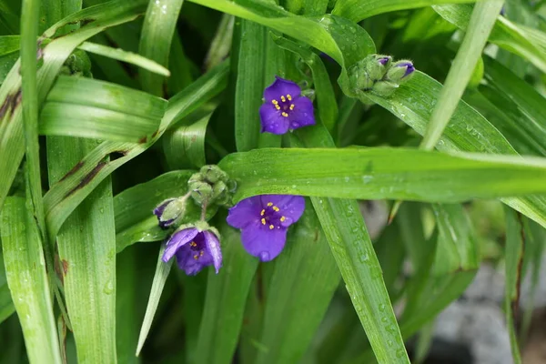 Commelina Tuberosa Azul Commelina Tuberosa Comumente Chamado Dayflowers Devido Curta — Fotografia de Stock